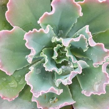 Echeveria 'Blue Curls'