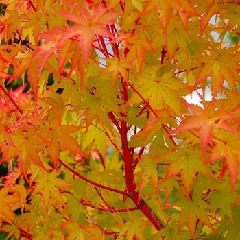 Acer palmatum 'Red Wood' 