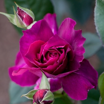 Rosa 'Heirloom' 