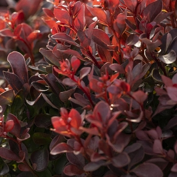 Berberis thunbergii 'Pygmy Ruby™' Pygruzam