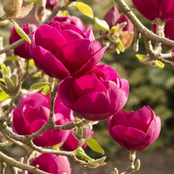 Magnolia x soulangeana 'Jurmag1' 