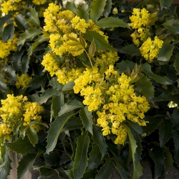 Mahonia aquifolium 'Compacta' 