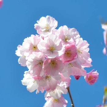 Prunus sargentii