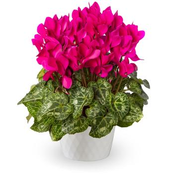 Cyclamen persicum Winfall™ Purple Improved