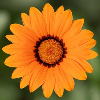 Gazania rigens