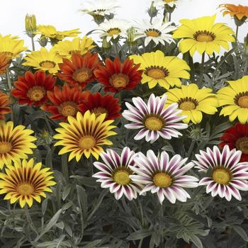 Gazania rigens Frosty Kiss™ Mix