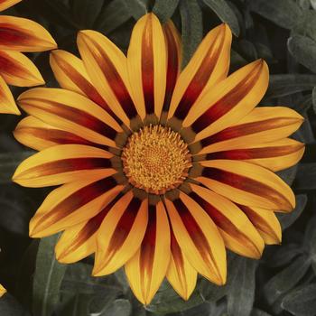 Gazania rigens 'Orange Flame' 