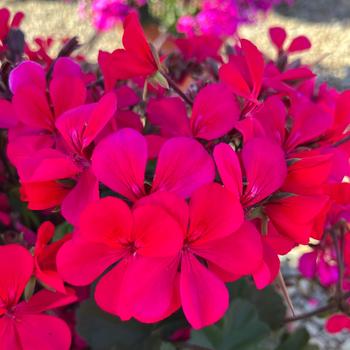 Pelargonium Caldera™ Hot Pink