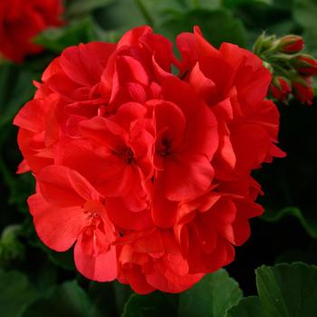 Pelargonium Calliope® Large Dark Salmon