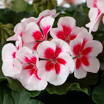 Pelargonium Mojo™ White Splash