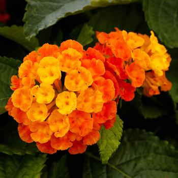 Lantana camara Bandolero™ Guava Improved