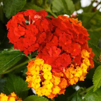 Lantana camara Bandolero™ Red Improved