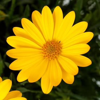 Osteospermum Tradewinds® Yellow Improved