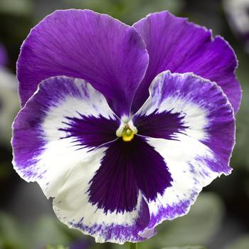 Viola x wittrockiana Delta™ Speedy Violet and White