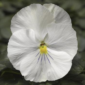 Viola x wittrockiana Delta™ Speedy White