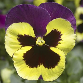 Viola x wittrockiana Delta™ Speedy Yellow and Purple