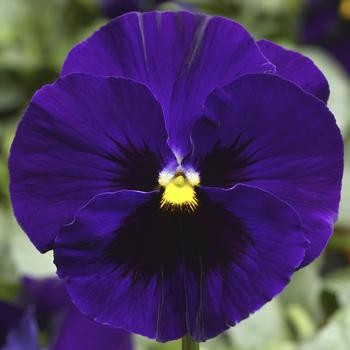 Viola x wittrockiana Delta™ Speedy Deep Blue with Blotch