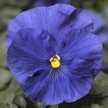 Viola x wittrockiana Delta™ Speedy True Blue