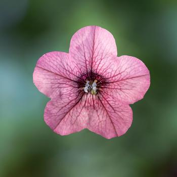 Petunia 'Rose Vein' 