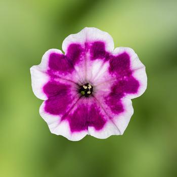 Petunia 'Painted Love™ Purple' 