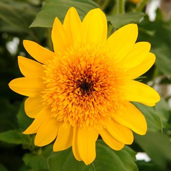 Helianthus annuus 'Double Yellow' 