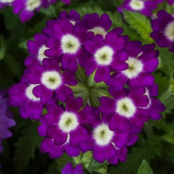 Verbena 'Purple Shades with Eye' 