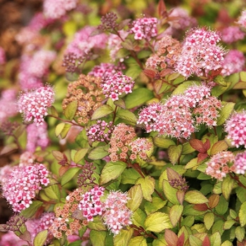 Spiraea japonica 'Minspiz02' 