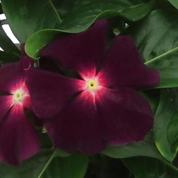 Catharanthus roseus