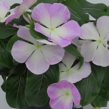 Catharanthus roseus Nirvana® XDR Blue Halo