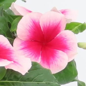 Catharanthus roseus 'Blush Splash' 