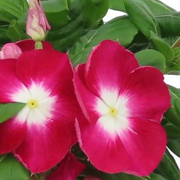 Catharanthus roseus Nirvana® XDR Cranberry Halo