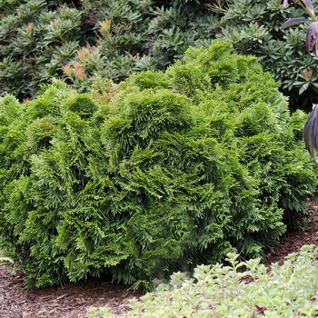 Thuja plicata 'Grune Kogel' 