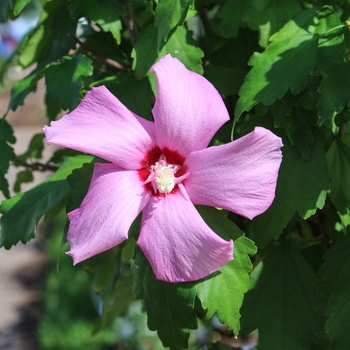 Hibiscus syriacus 'd'Amboise' Mineru