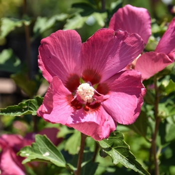 Hibiscus syriacus 'Minsyre10' 