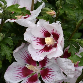 Hibiscus syriacus 'Minsymacwhi1' Mineru