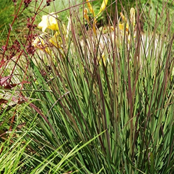 Andropogon gerardii 'Rain Dance' 