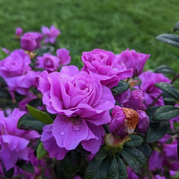 Rhododendron 'Amelia Rose' 