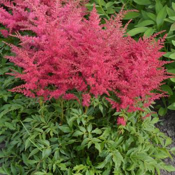 Astilbe japonica Younique™ Ruby Red