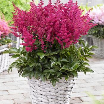 Astilbe japonica