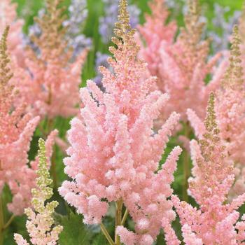 Astilbe chinensis 'Visions Inferno' 