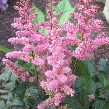 Astilbe chinensis 'Visions in Pink'