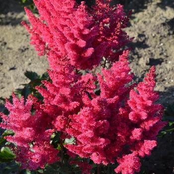 Astilbe x arendsii 'Sunny Day'