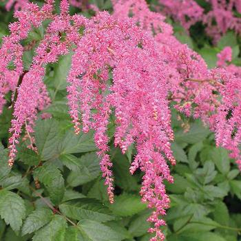 Astilbe x thunbergii 'Ostrich Plume(Straussenfeder)' 