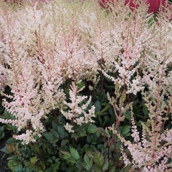 Astilbe chinensis 'Spotlight'