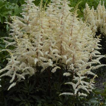 Astilbe x arendsii 'Cappuccino'