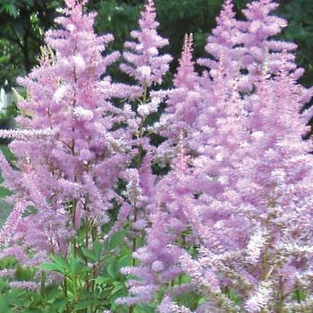 Astilbe x arendsii 'Amethyst' 