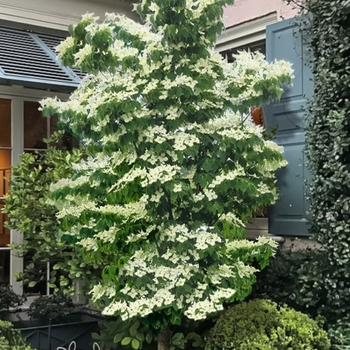 Cornus kousa 'Snow Tower' PPAF