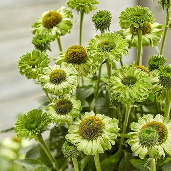 Echinacea 'SunSeekers Apple Green'