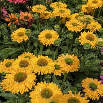 Echinacea 'SunSeekers Golden Sun' 