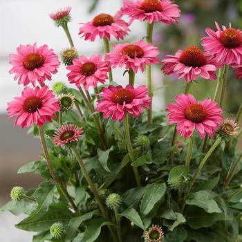 Echinacea 'SunSeekers Magenta Improved'